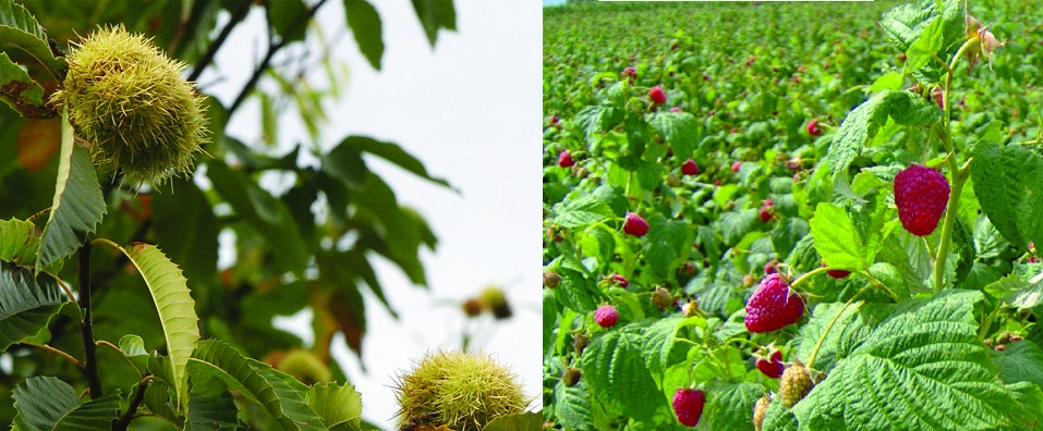 POZIV NA STRUČNO PREDAVANJE “MALINA I KESTEN KAO ŠANSA ZA RAZVOJ OPĆINE BUŽIM “