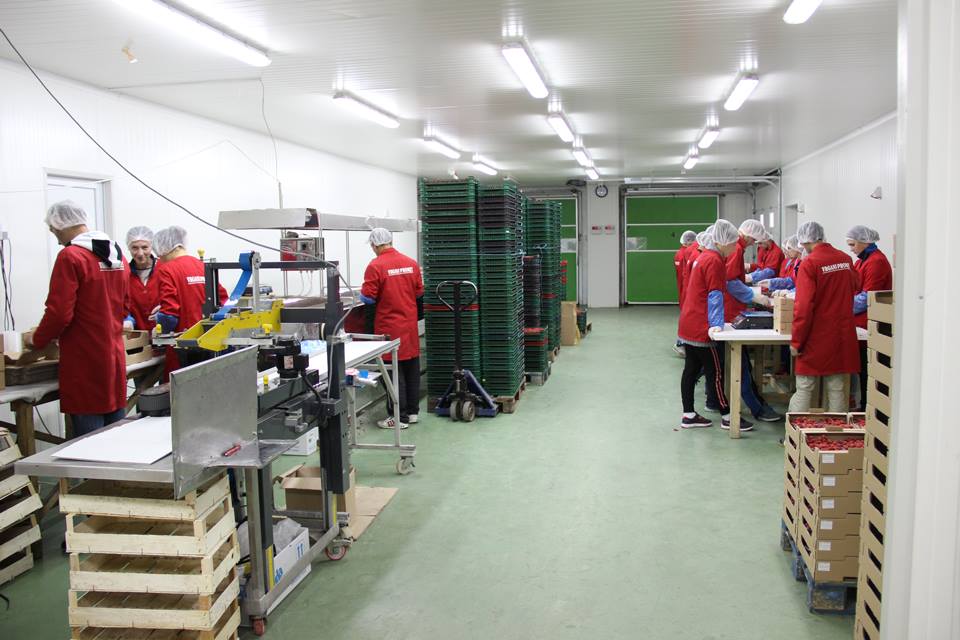 “VRGANJ PROMET” LIDER U OTKUPU I IZVOZU MALINA