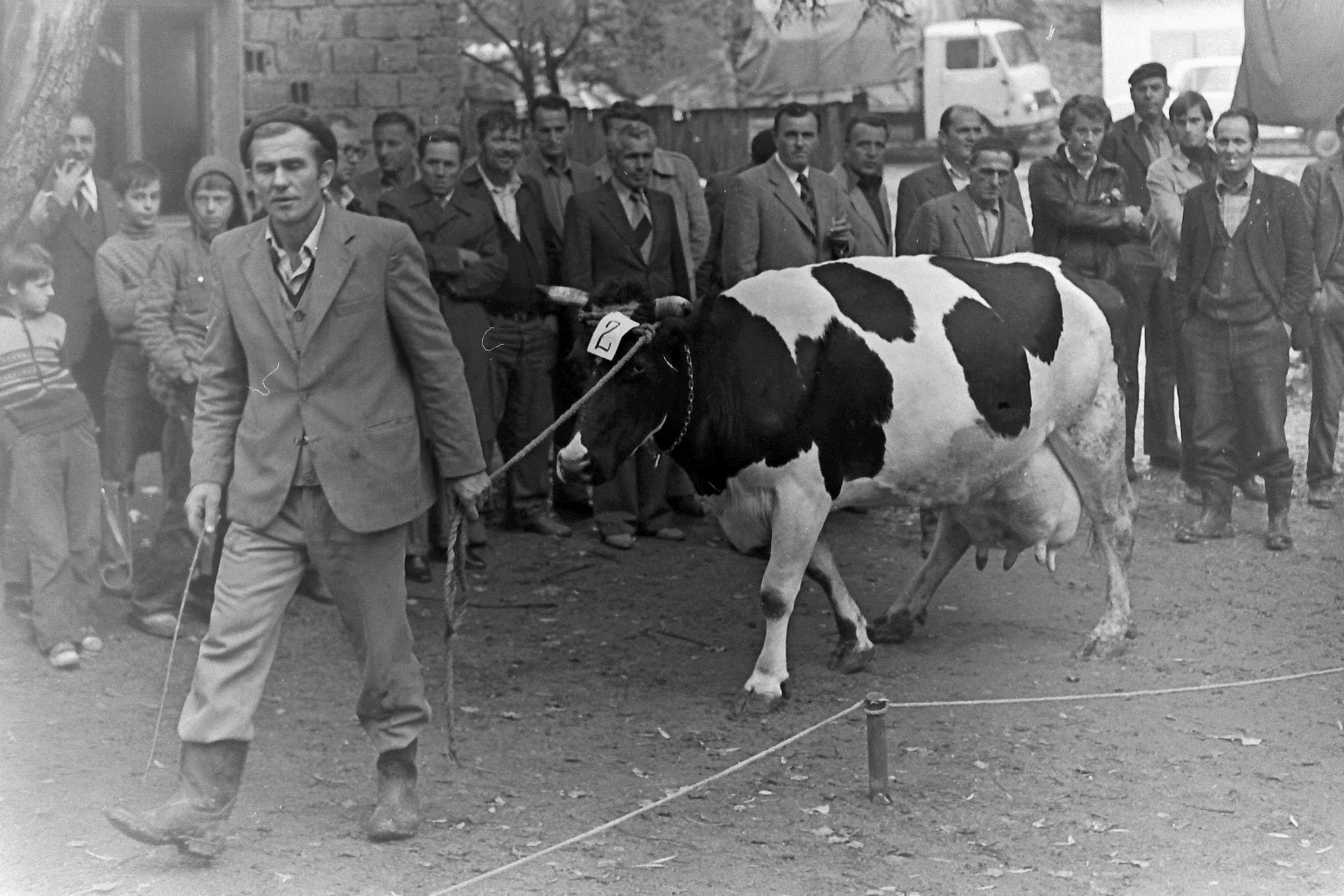 POZIV ZA PRIJAVU NA TRADICIONALNI “CAZINSKI SAJAM 2017” I IZLOŽBU STOČARSTVA