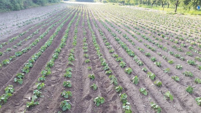 PROGRAM NOVČANIH PODRŠKI OPĆINE BUŽIM ZA POLJOPRIVREDNU PROIZVODNJU U 2021.g.